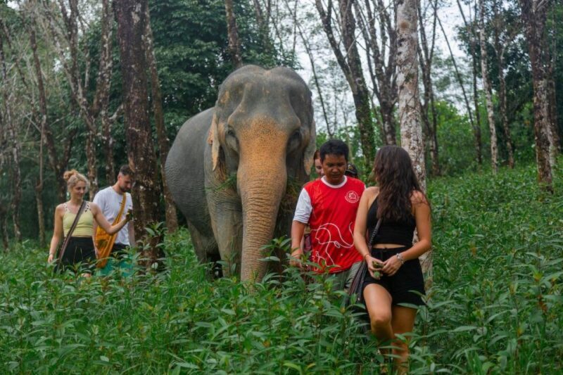 Khaolak: Sunset Elephant Walk with Complimentary Cocktail - A Detailed Look at the Sunset Elephant Walk Experience