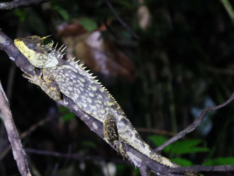 Khaosok Bamboo Raft & Night Safari (From Khaolak) - Final Thoughts on the Khaosok Bamboo Raft & Night Safari Tour