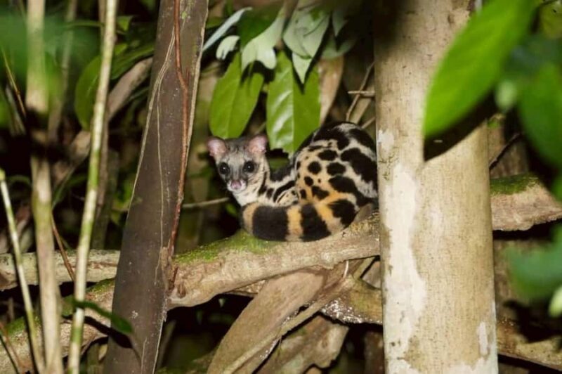 Khaosok: Bamboo Tube Cooking Day & Night Wildlife Experience - Discovering the Oldest Rainforest in Khao Sok