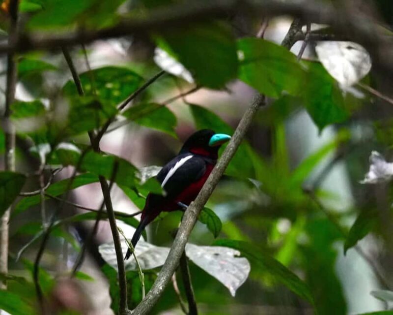 Khaosok: Jungle Walk & Bamboo Rafting with Local Market - FAQ