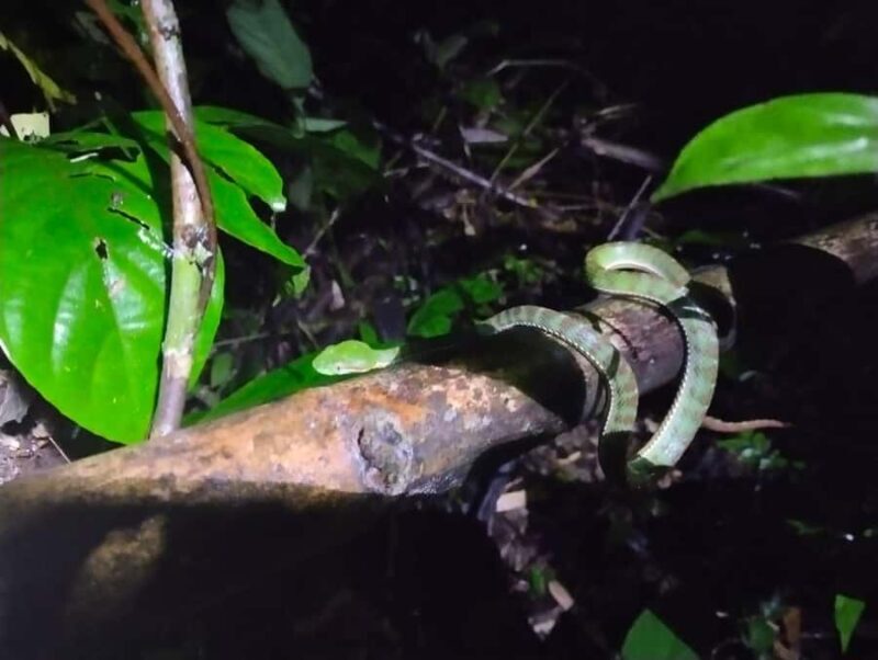 Khaosok Night Safari Experience (From Khaolak) - Key Points