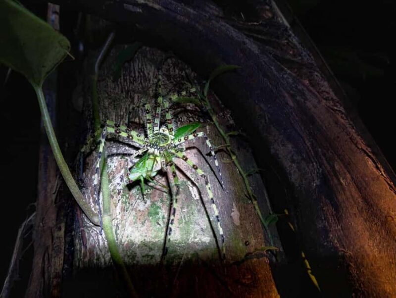 Khaosok Night Safari Experience (From Khaolak) - Who Will Love This Tour?