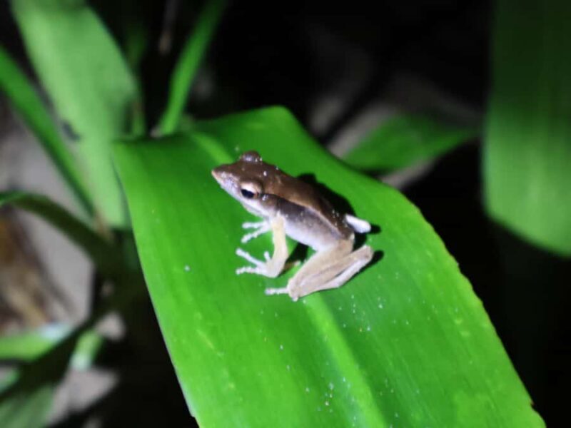 Khaosok Night Safari Experience (From Khaolak) - The Sum Up