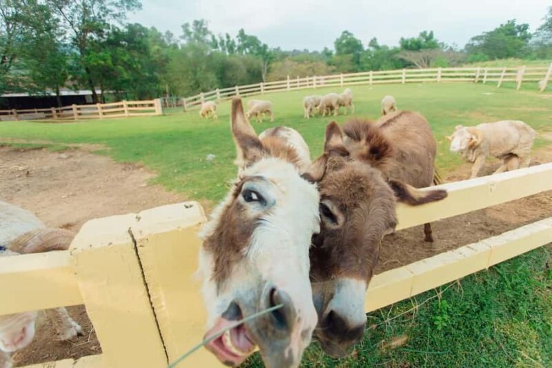 KHAOYAI : Wine Tasting Tour & Primo Piazza & Hokkaido Flower - KHAOYAI: Wine Tasting Tour & Primo Piazza & Hokkaido Flower