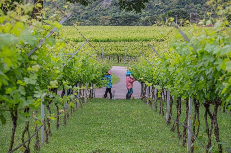 KHAOYAI : Wine Tasting Tour & Primo Piazza & Hokkaido Flower - FAQ