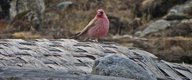 Khare: Mera Peak Climbing Expedition - The Sum Up