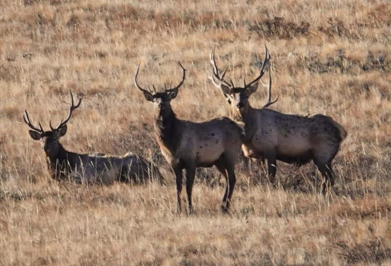 Khustai National park day tour-Wild horses - Introduction to Khustai National Park