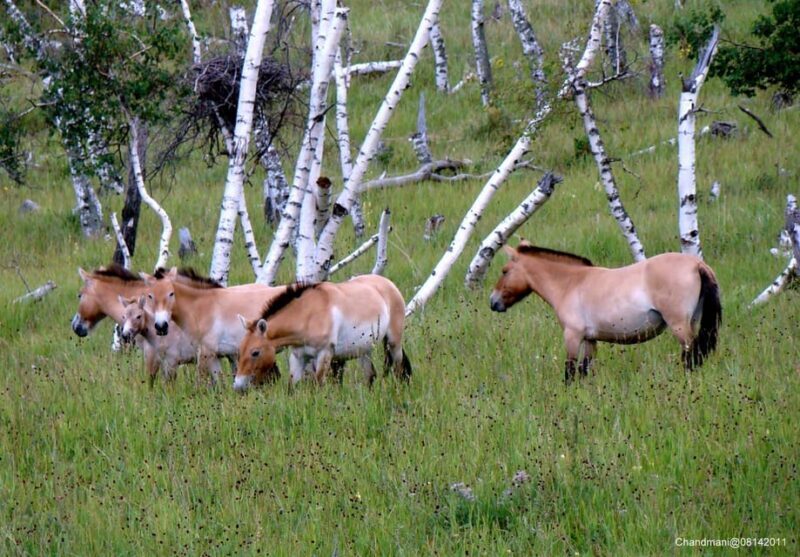 Khustai National park day tour-Wild horses - Cultural Insights: Visit a Mongolian Horseman Family