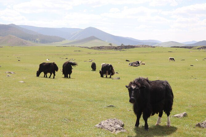 Khuvsgul Lake & Central Mongolia 8 Days Tour - Final Thoughts