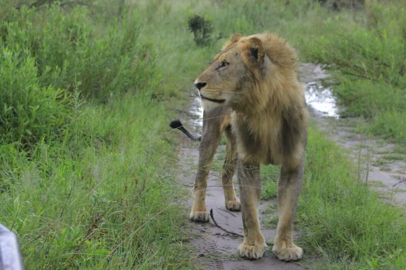 Khwai & Moremi: Safari tour with game drives & boat cruise - Key Points
