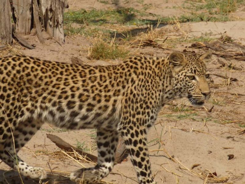 Khwai & Moremi: Safari tour with game drives & boat cruise - An In-Depth Look at the Botswana Safari Experience