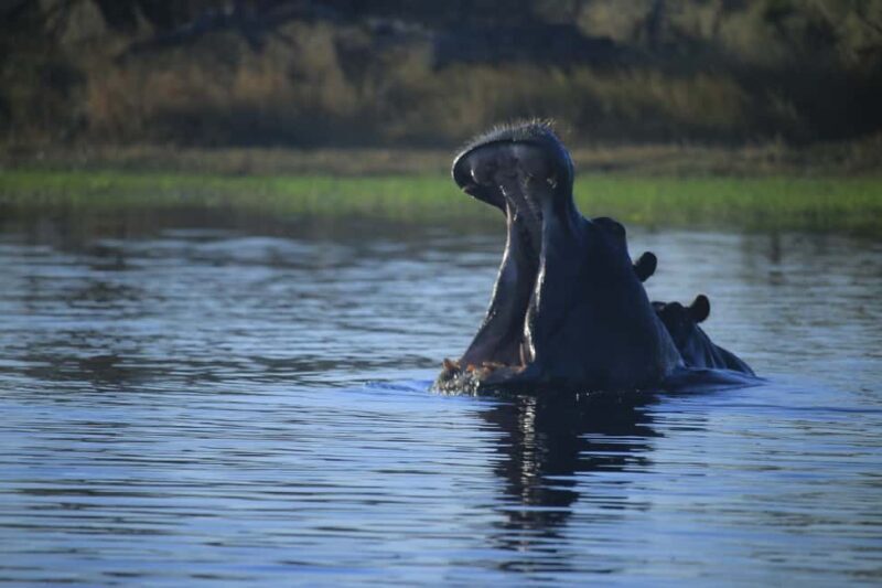 Khwai & Moremi: Safari tour with game drives & boat cruise - Final Thoughts