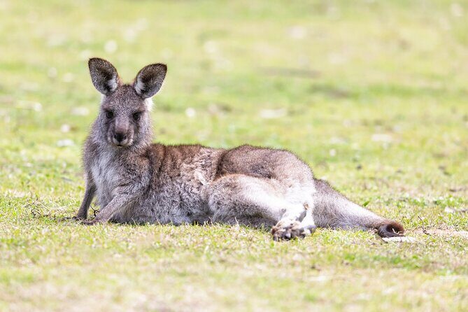 Kiama Coastal Day Tour in Sea Cliff Bridge Blowhole and Wildlife - Who Will Love This Tour?