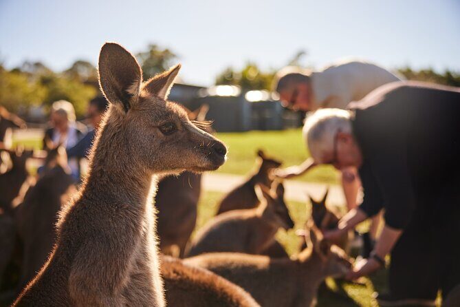 Kiama & Kangaroos - Sydney South Coast Escape Private Tour - An In-Depth Look at the South Coast Experience