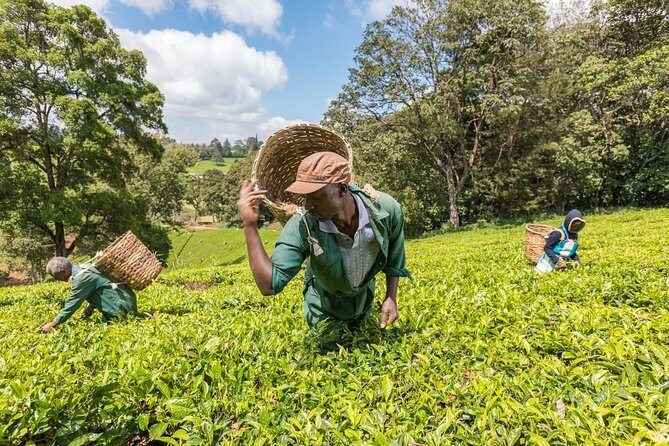 Kiambethu Tea Farm Full-Day Tour from Nairobi with Lunch - Who Will Love This Tour?