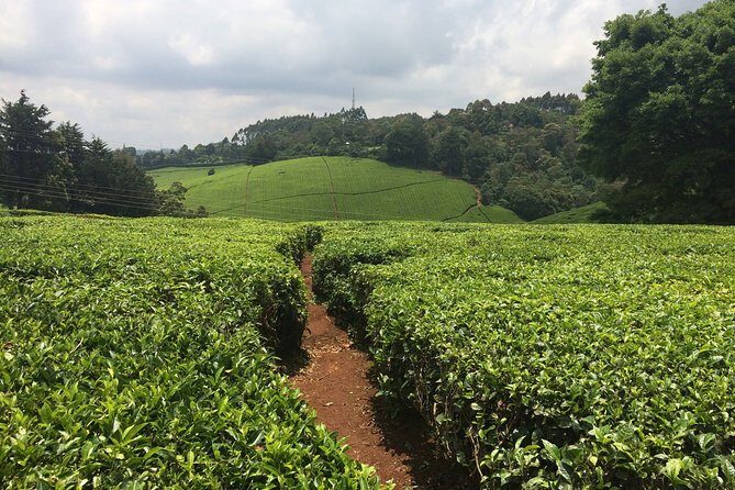 Kiambethu Tea Farm Full-Day Tour from Nairobi with Lunch - Final Words