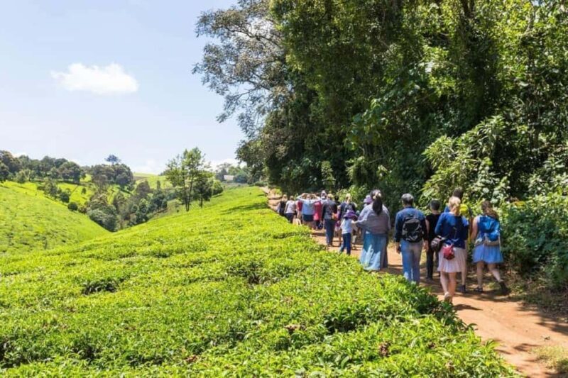 Kiambethu Tea Farm Tour (All Inclusive) - Key Points