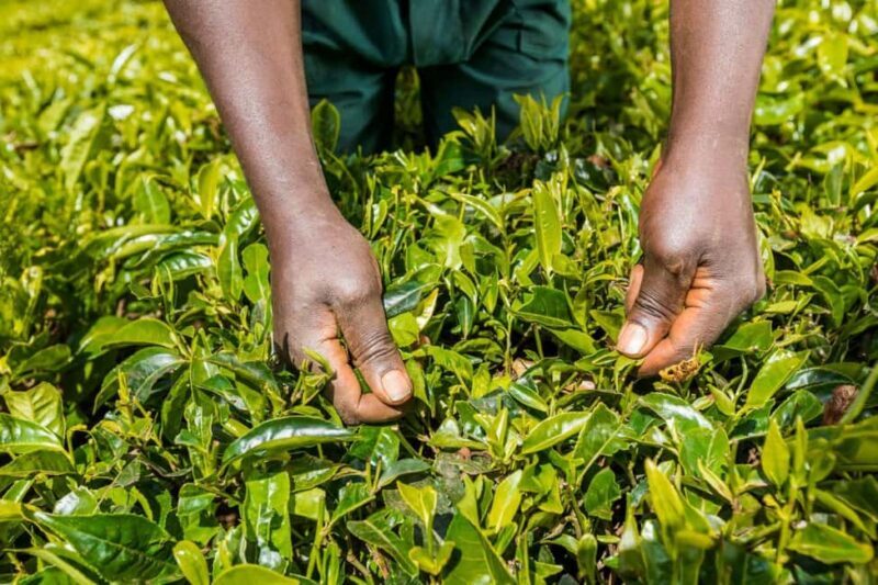 Kiambethu Tea Farm Tour (All Inclusive) - The Itinerary Breakdown