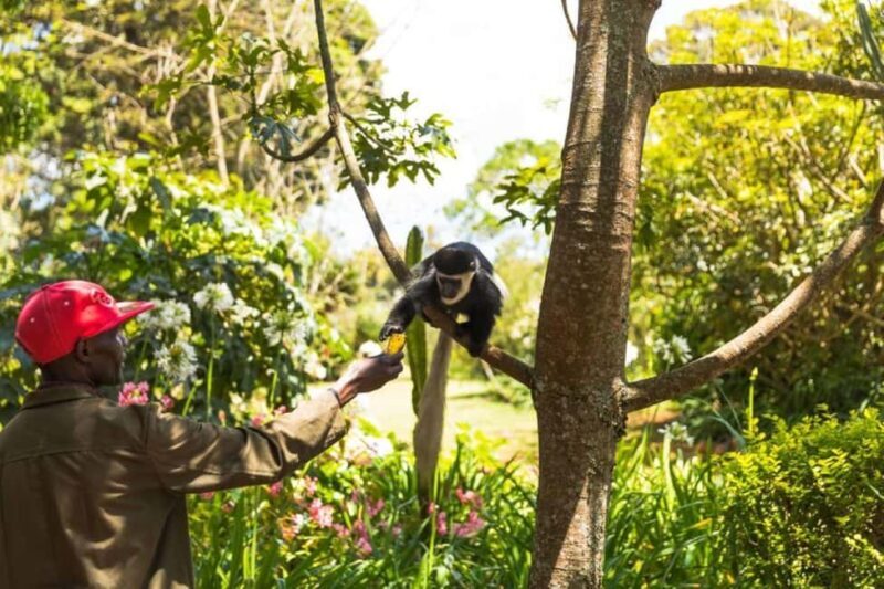 Kiambethu Tea Farm Tour (All Inclusive) - Cost-Effectiveness and Value