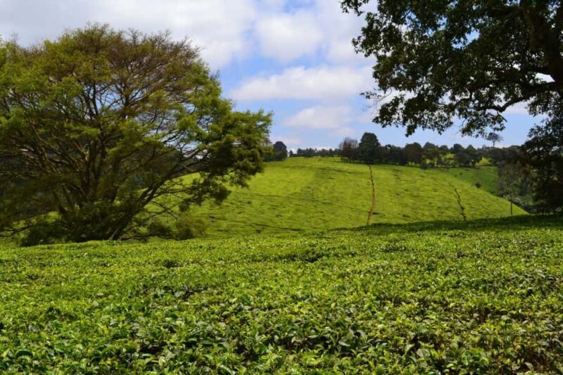 Kiambethu Tea Farm Tour & Lunch - Key Points