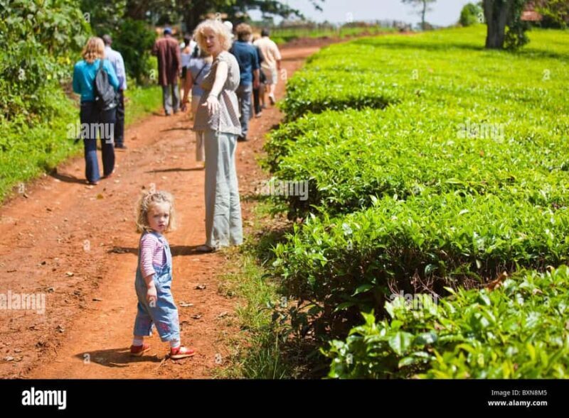 Kiambethu Tea Farm Tour & Lunch - What to Expect on Your Day at Kiambethu Tea Farm