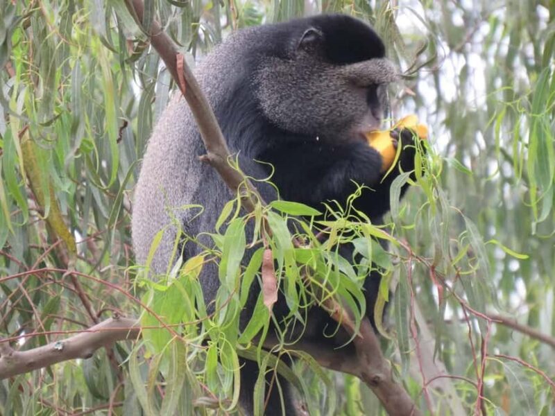 Kibale Forest Park: 3-Day Chimpanzee tracking & Crater lakes - Exploring Kibale Forest Park: A Natural Treasure Chest