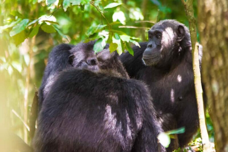 Kibale National Park: 2-Days Chimpanzee Tracking Tour - An In-Depth Look at the 2-Day Chimpanzee Tracking Tour