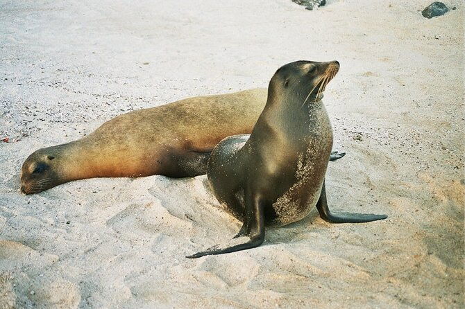 kicker-rock-day-trip-from-san-cristobal-snorkeling-wildlife