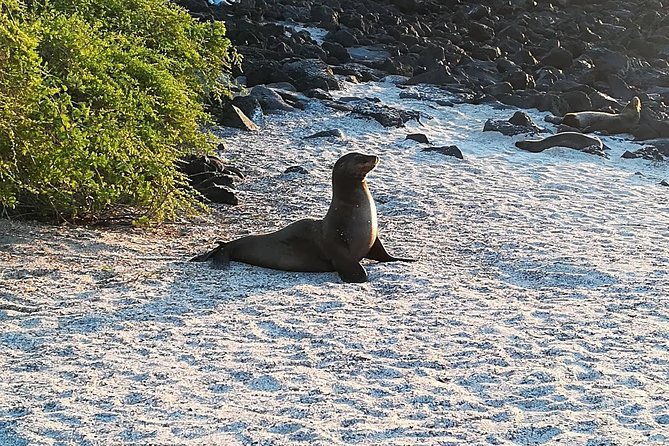 kicker-rock-day-trip-from-san-cristobal-snorkeling-wildlife
