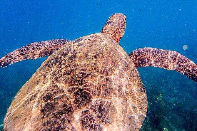 kicker-rock-day-trip-from-san-cristobal-snorkeling-wildlife