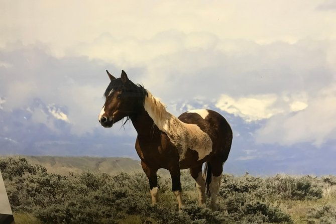 kicking-red-canyon-wild-mustang-bus-tour-deals-5-pm-in-cody