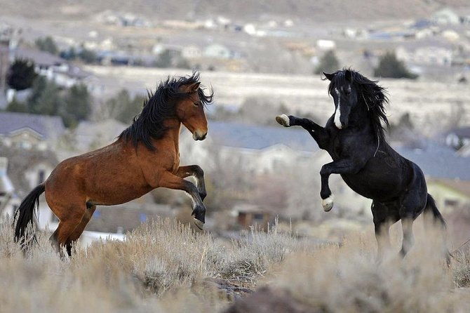 kicking-red-canyon-wild-mustang-bus-tour-deals-8am-daily-2