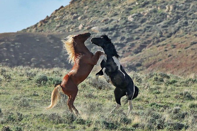 kicking-red-canyon-wild-mustang-bus-tour-deals-8am-daily