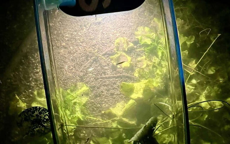 Kiel/Plön: glassSUP - guided night tour. Dive in without getting wet. - What’s Included and What to Bring