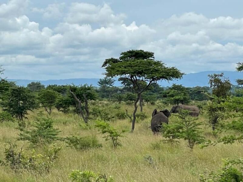 Kigali: 2-Day Akagera National Park Safari with Boat Ride - Exploring Kigali and Akagera: What You Can Expect