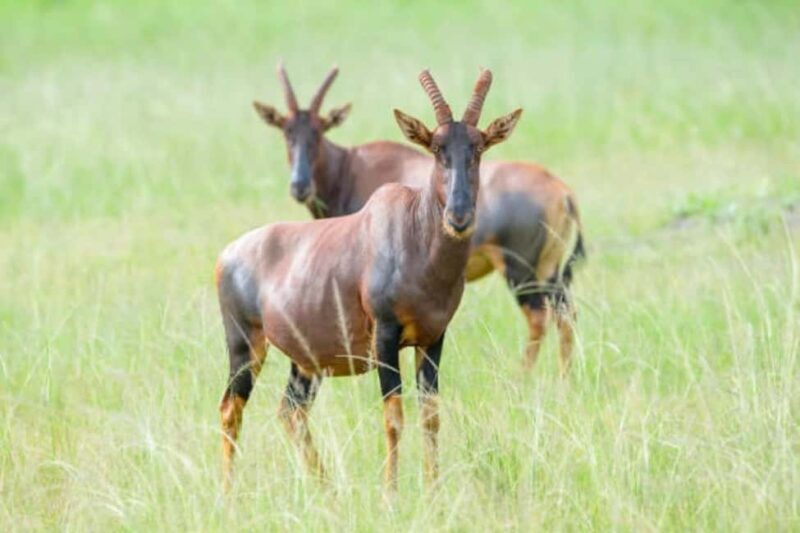 Kigali: 2-Day Akagera National Park Safari with Boat Ride - Logistics, Price, and Value