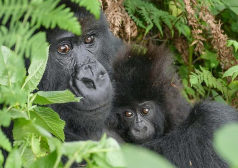 Kigali: 2-Day Gorilla Trekking Safari and City Tour - Key Points