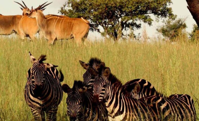 Kigali: 3-Day Akagera National Park Safari with Boat Cruise - Why This Safari Offers Great Value