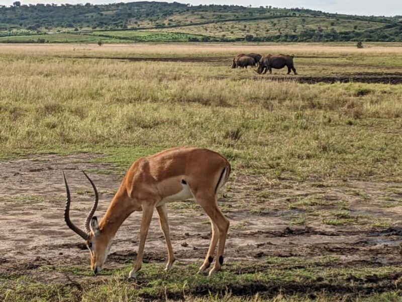 Kigali: Akagera National Park Full-Day Safari - Key Points