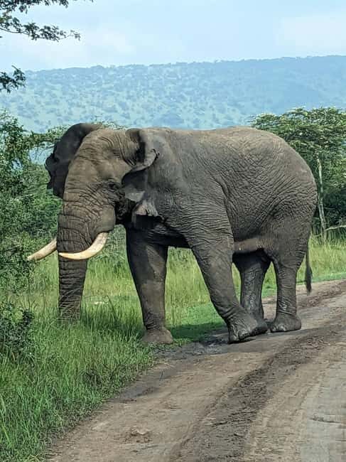 Kigali: Akagera National Park Full-Day Safari - The Details: What to Expect on Your Akagera Safari