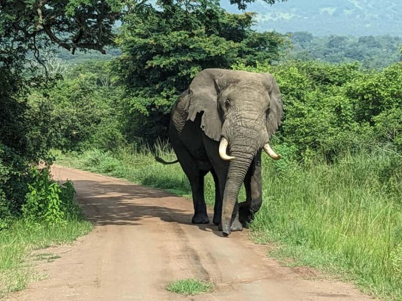 Kigali: Akagera National Park Full-Day Safari - Practical Tips for Your Safari