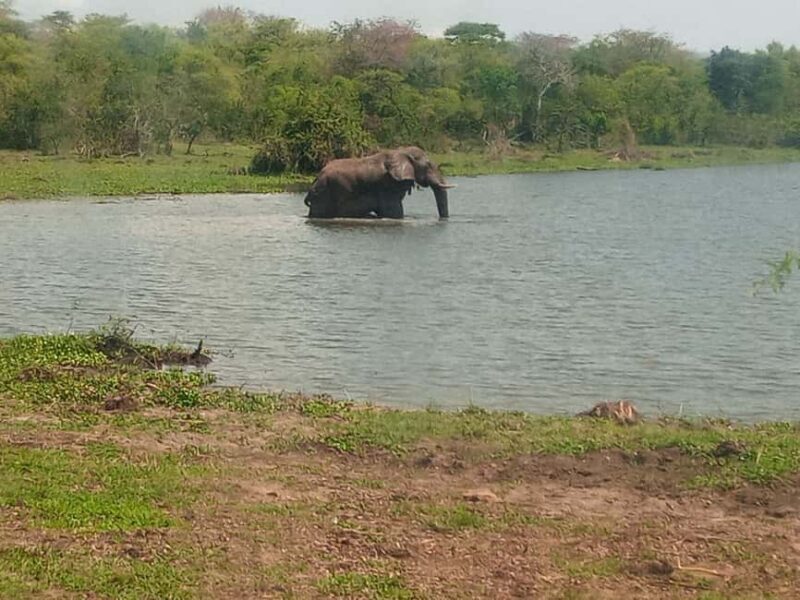 Kigali: Akagera National Park Full-Day Safari - The Experience from the Guides’ Perspective