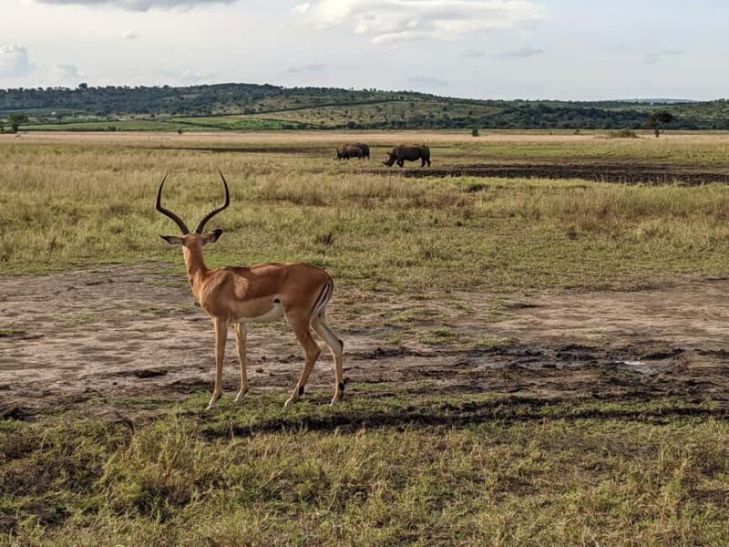 Kigali: Akagera National Park Full-Day Safari - Final Thoughts: Who Would Love This Tour?