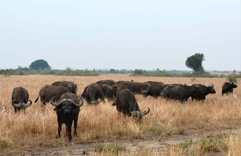 Kigali: Akagera National Park Safari Day Trip - Exploring Akagera National Park: What You Can Expect