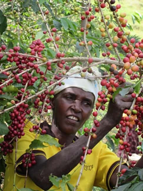 Kigali: City Tour and Coffee Tour experience - Key Points
