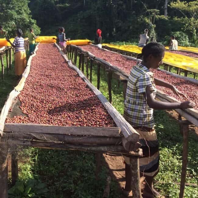 Kigali: City Tour and Coffee Tour experience - The Coffee Experience: From Plant to Cup
