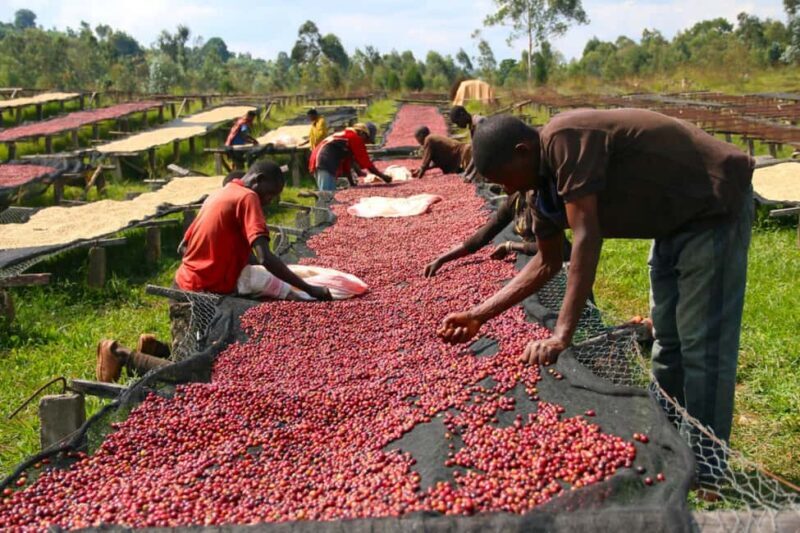Kigali: Coffee Tour Experience with Private Transfers - A Deep Dive into the Coffee Tour Experience
