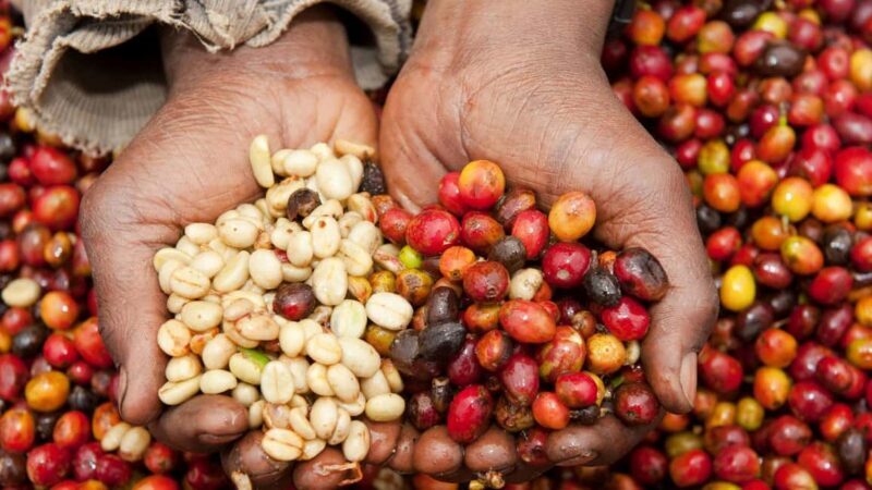 Kigali: Coffee Tour Experience with Private Transfers - The Sum Up
