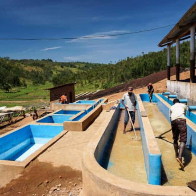 Kigali: Coffee Tour Experience with Private Transfers - FAQ