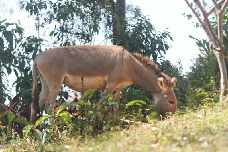 Kigali: Donkey Rides for Kids Experience - What Makes This Experience Special?
